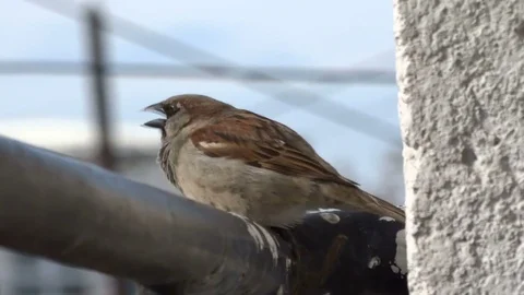 Sparrow Stock Footage
