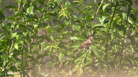 Sparrow Stock Footage 109424797