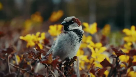 Sparrow Stock Footage 131211709