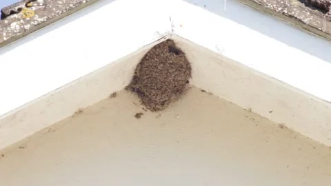 Sparrow Stock Footage 131696548