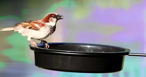 Sparrow Vídeos de archivo 132674129