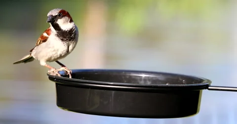 Sparrow Vídeos de archivo 132674347