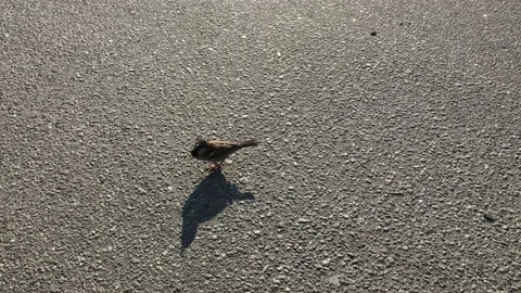 Sparrow Stock Footage 132994535