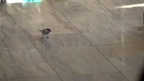 Sparrow Stock Footage 133239954