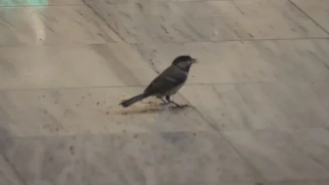 Sparrow Video stock 133240528