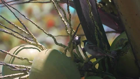 Sparrow Stock Footage 150545911