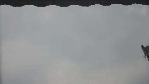 Sparrow Stock Footage 278206445