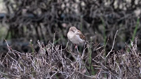 Sparrow Stock Footage 301465534