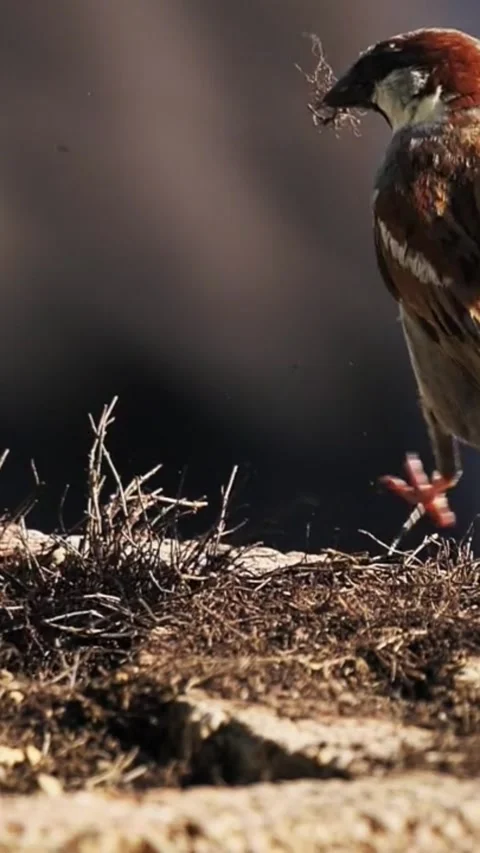 Sparrow foraging in dry grass nature footage Stock Footage 336339730