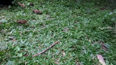 Sparrow foraging on green grass 02 Stock Footage 219647535
