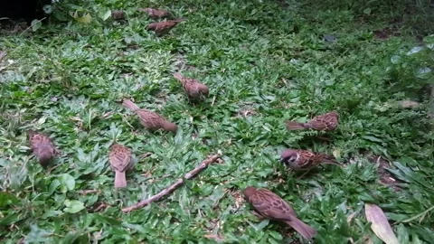 Sparrow foraging on green grass 05 Stock Footage 219647548