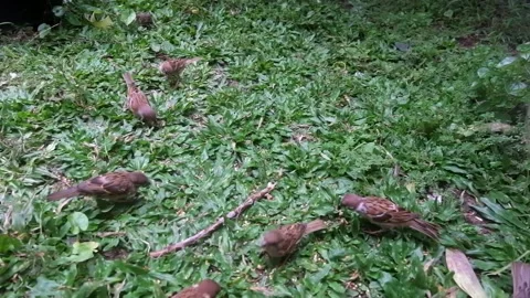 Sparrow foraging on green grass 07 Stock Footage 219647568