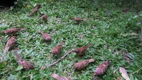 Sparrow foraging on green grass 08 Stock Footage 219647573