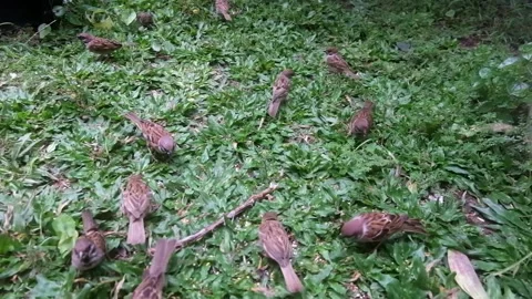 Sparrow foraging on green grass 09 Stock Footage 219647572