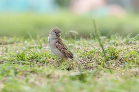 Sparrow foraging in green grass during daytime Stock Photos