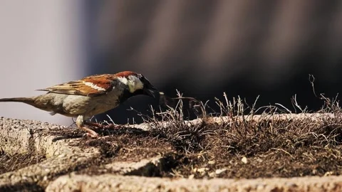 Sparrow foraging on ground with twigs and dirt Stock Footage 325397662