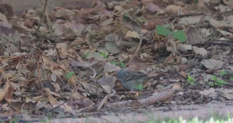Sparrow Foraging Through Fallen Autumn Leaves Video stock 327681414