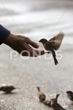Sparrow gets fed Stock Photos