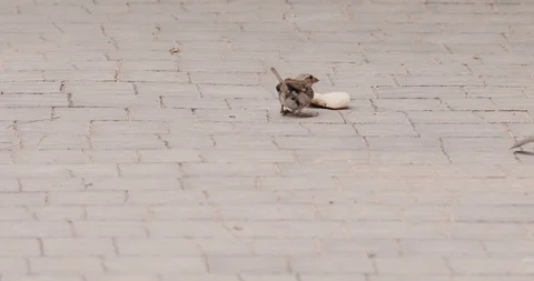 Sparrow give eat piece of bread to its child Stock Footage 103113296