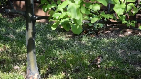 Sparrow in the grass Stock Footage 74440666