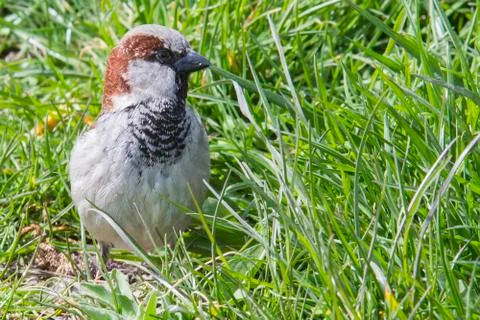 Sparrow in grass Stock Photos