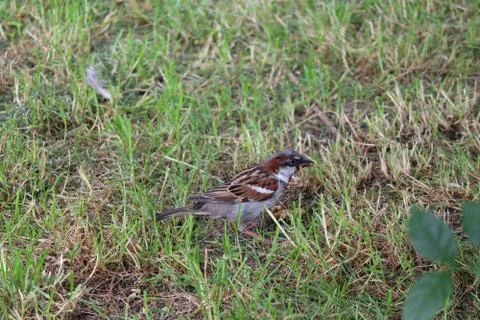 Sparrow on the grass 写真素材