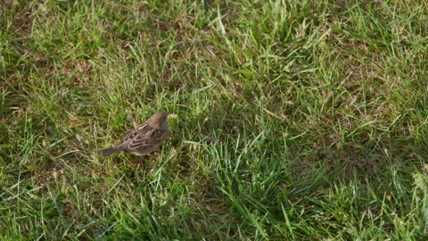Sparrow, Green Grass, Brown Feathers, Foraging Stock Footage 344090231