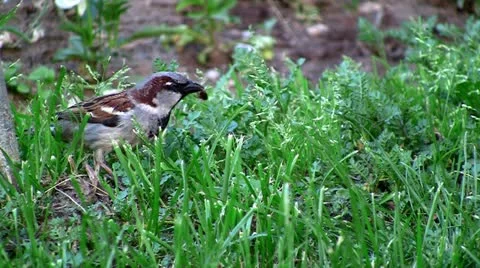 Sparrow on green grass 動画素材 10914685