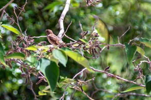Sparrow on green tree Foto stock