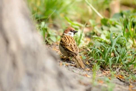 Sparrow on the Ground Stockfoto's