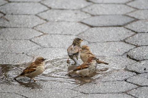 Sparrow on the ground Stock Photos