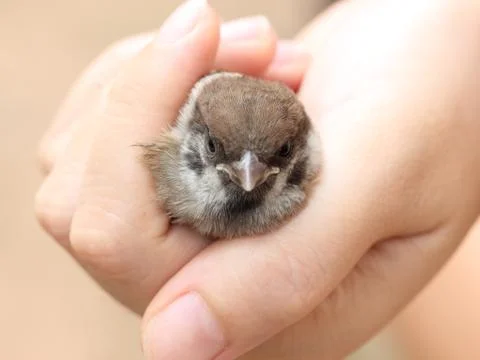 A sparrow in the Hand Stock Photos