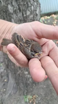 Sparrow in hand Stock Photos