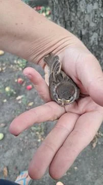 Sparrow in hand Foto stock