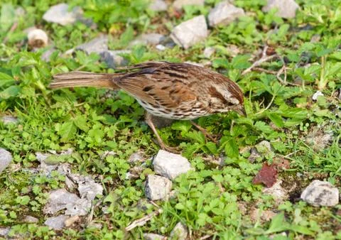 The sparrow has found something in the grass Stock Photos
