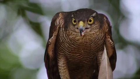 Sparrow hawk eating meat Stock Footage 85487441