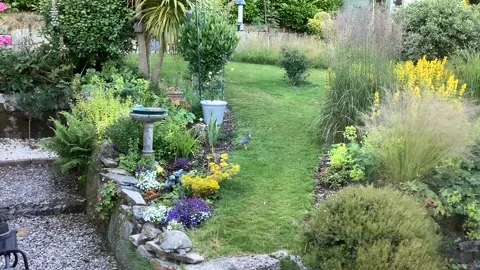 Sparrow hawk killing a sparrow Stock Footage 201077848