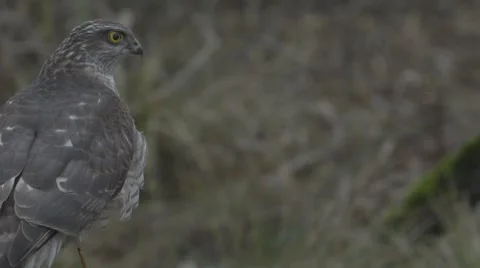 Sparrow hawk lands on the stick Stock Footage 68906730