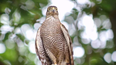 Sparrow hawk is looking for a hunt Stock Footage 85484786