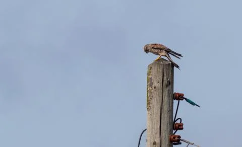 Sparrow hawk perched high on a utility pole Stock Photos
