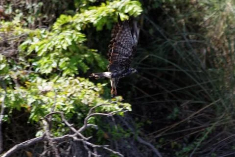 Sparrow-hawk Stock Photos