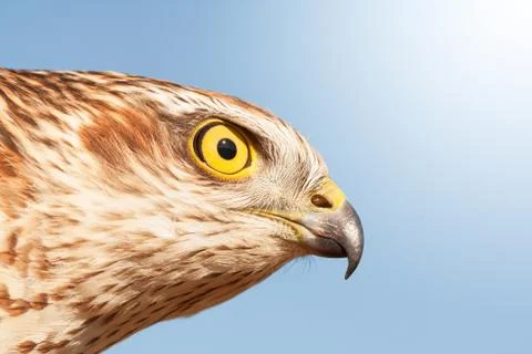 Sparrow hawk Stock Photos