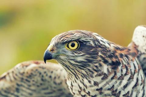 Sparrow-hawk Stock Photos