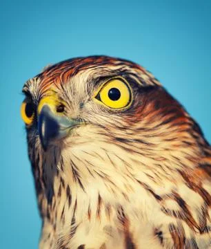 Sparrow-hawk Stock Photos