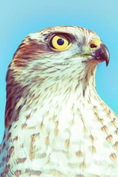 Sparrow-hawk Stock Photos