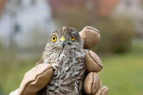 Sparrow-hawk Stock Photos