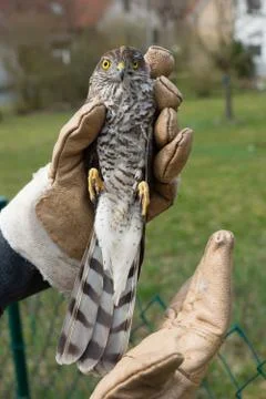 Sparrow-hawk Stock Photos