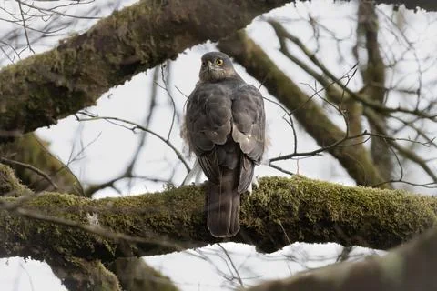 Sparrow Hawk Foto stock
