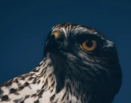 Sparrow-hawk Foto stock