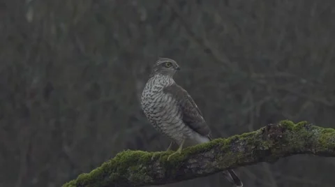 Sparrow hawk sitting on the branch. Slow motion Stock Footage 68906718